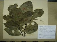 Herbarium sample